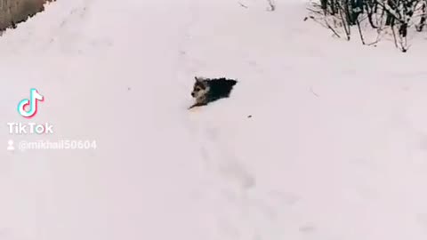 шальной пес на прогулке