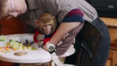 monkey