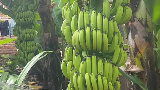 pisang pisang