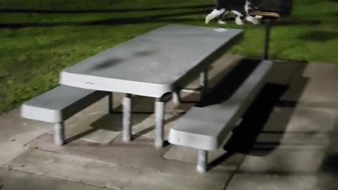 George looking for the ball.