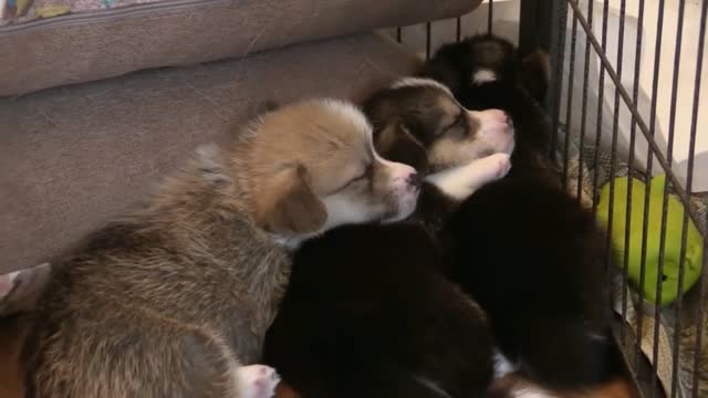 Happy Yorkie sleeping adorably with her puppies