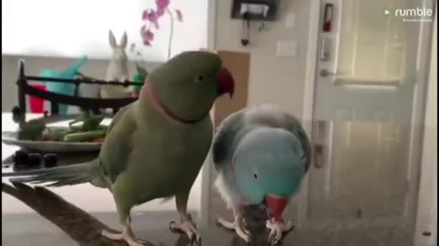 Incredible human-like communication between parrots