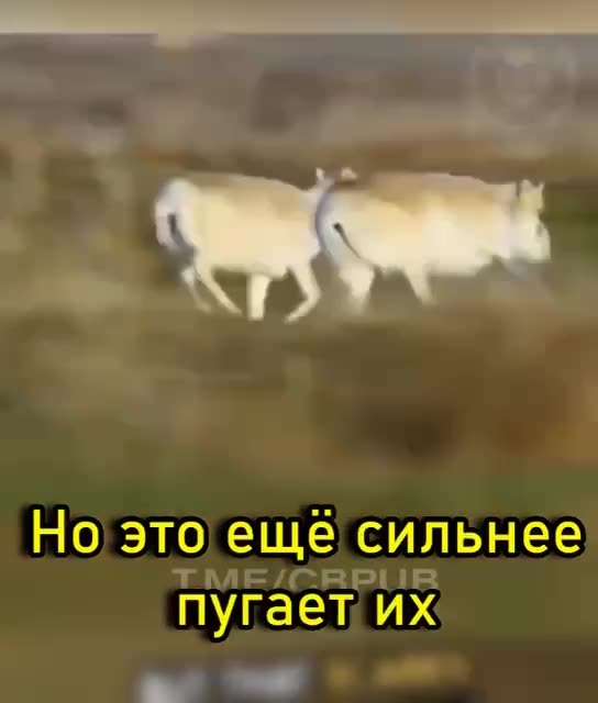 Male Saiges looking for love 😂