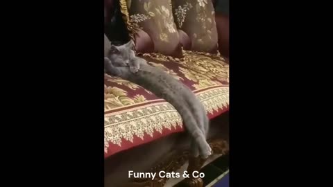 FUNNY_CAT_VIDEOS_2023._FUNNY_CAT_COMILA