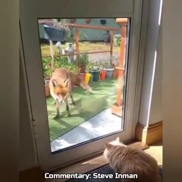 Fox Gets A Virtual Slap From A Cat