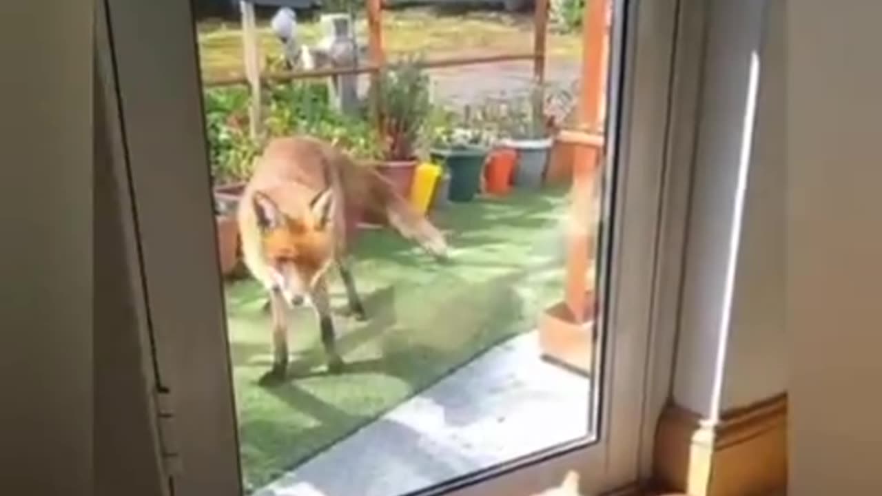 Fox Gets A Virtual Slap From A Cat