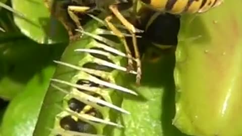 Venus Flytrap Eats Wasps