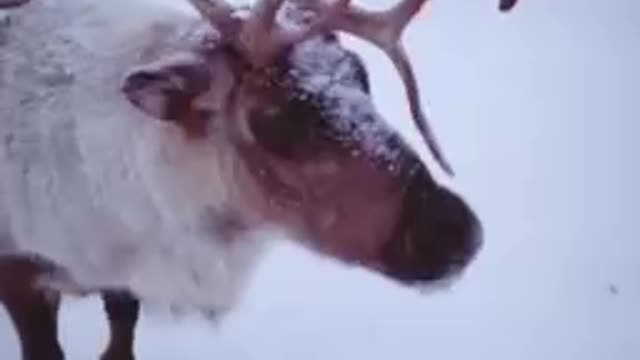 Rudolph the Horny Reindeer!