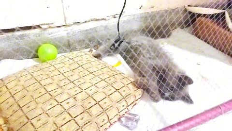 Kitten 🐈 playing with toys