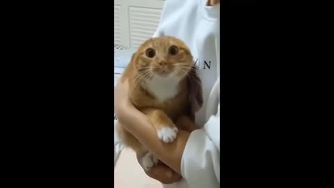 Funny animal's try not to laugh 😆