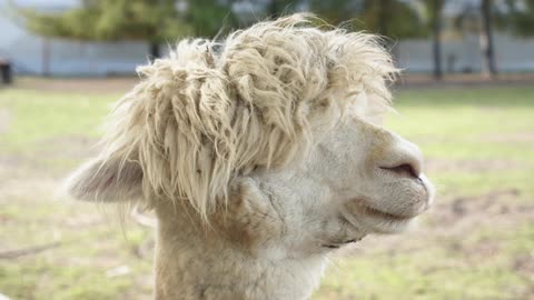 alpaca closeup