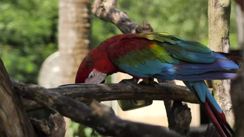 parrot foraging in tree