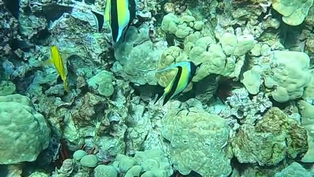These moorish idol fish were so graceful