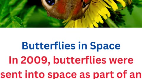 facts about butterflies....22/25