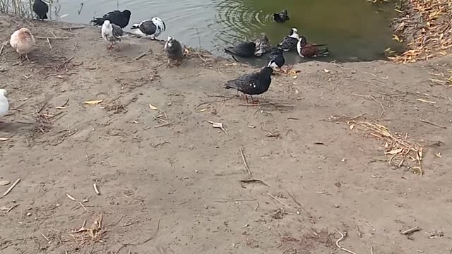 Pigeon taking bath