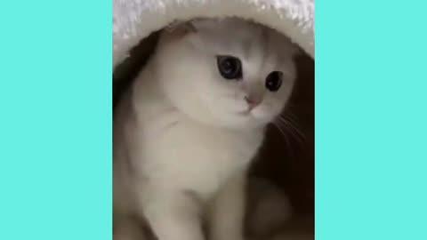 So cute is she/cute cat