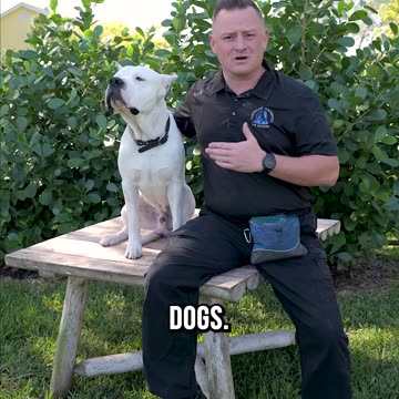 Top 3 Reasons You SHOULD Get a Dogo Argentino