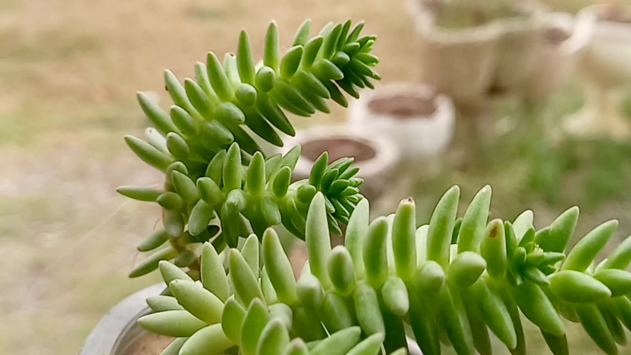 SUCCULENT PLANT