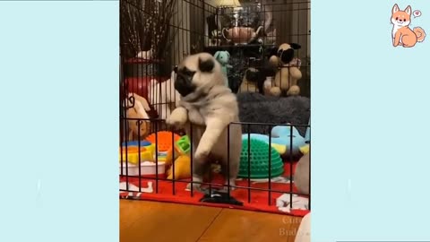 Funny Dogs Videos