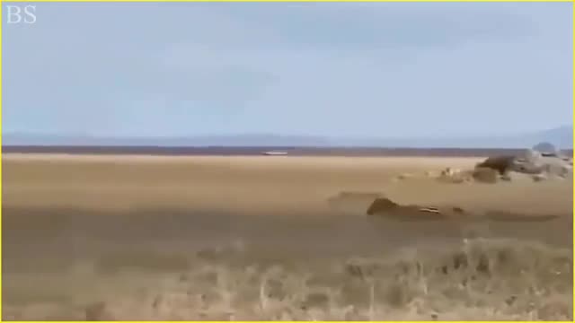 6 Incredible Moments Lion Have Lost - Zebra Drowning a Lion