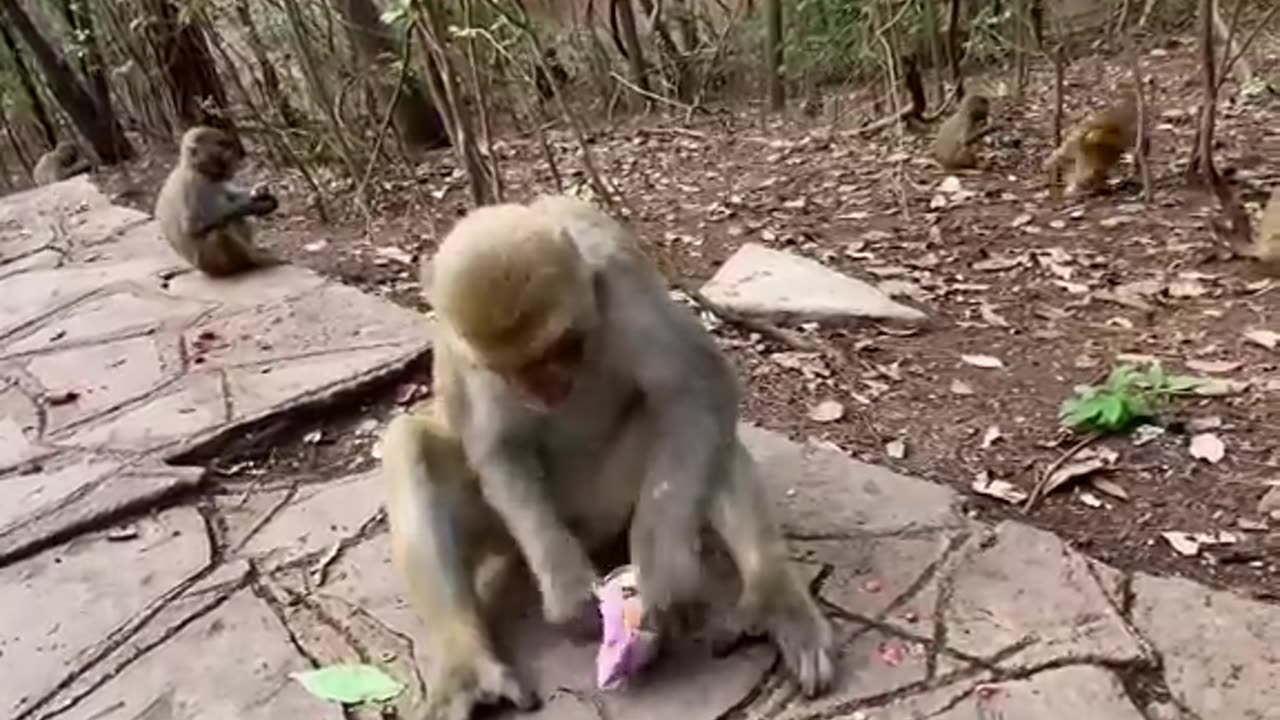 #animal #monkey