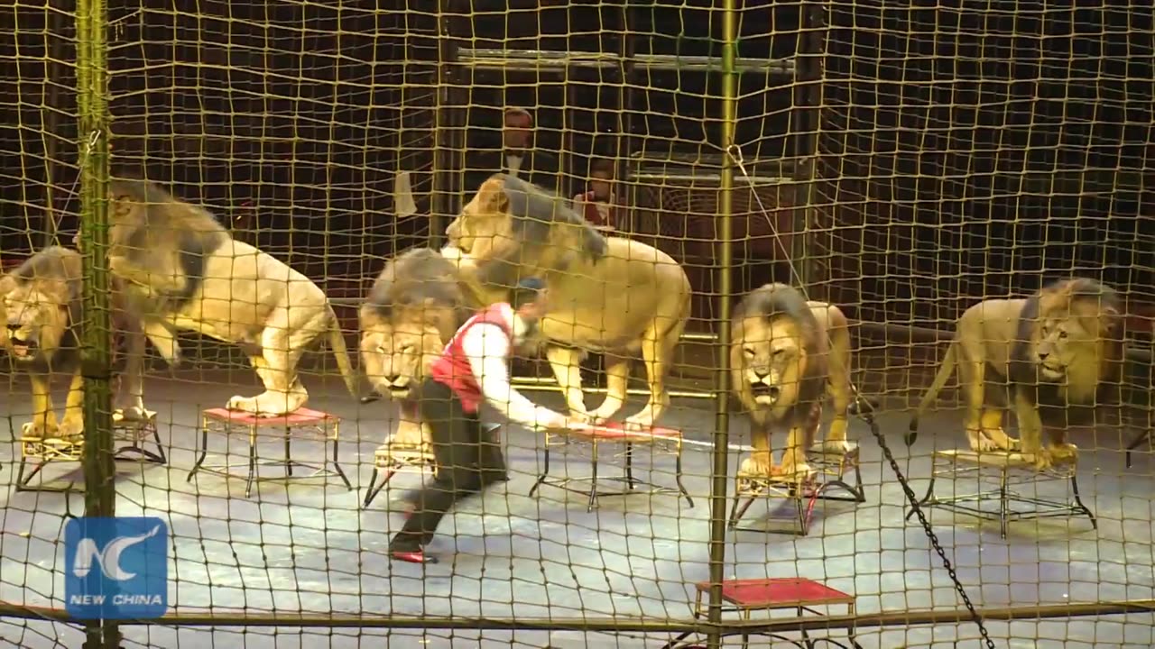 Dancing with lions- Circus show by Ukrainian father and son