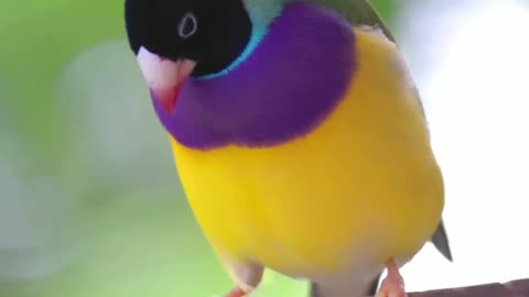 Birds video