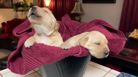 Training A Duck Dog | Pt. 1(Part 1)