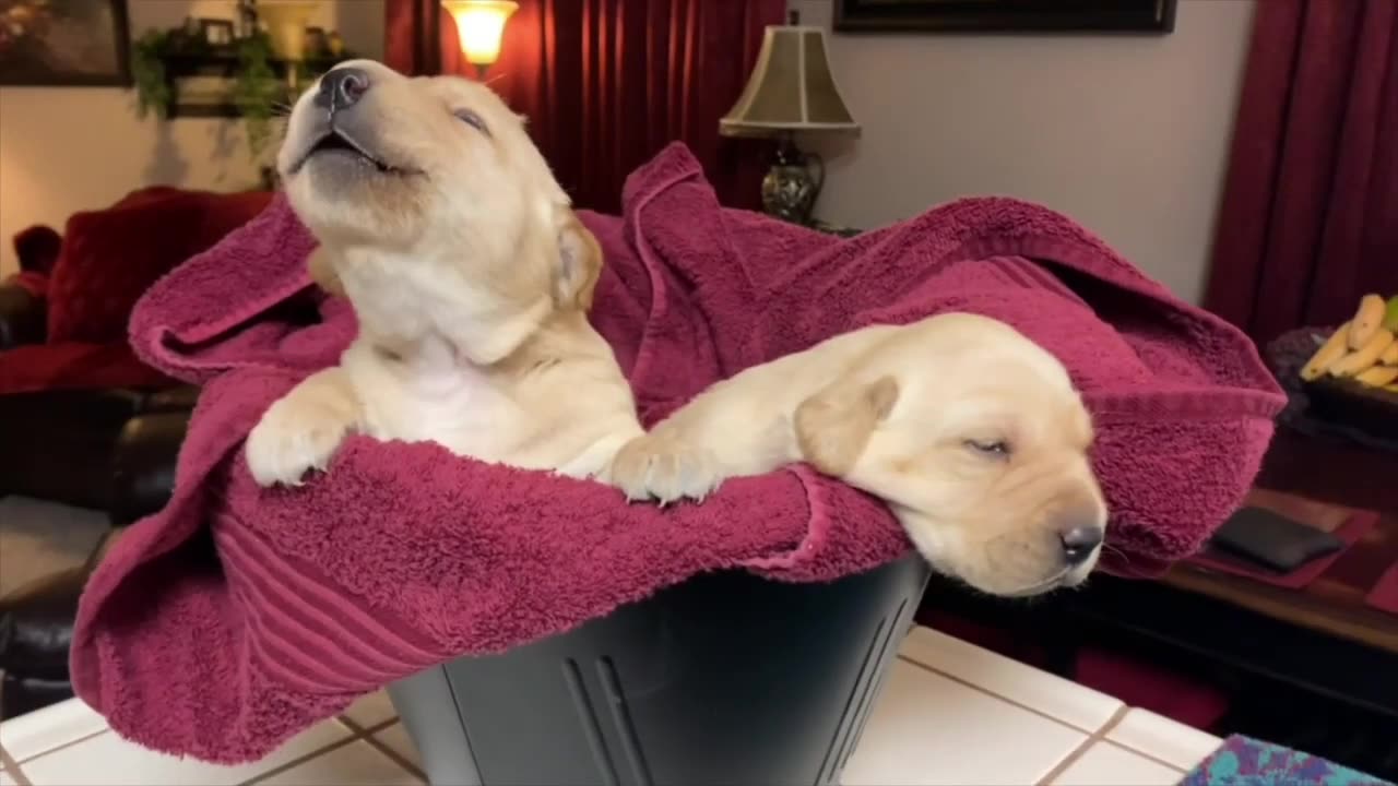 Training A Duck Dog | Pt. 1(Part 1)