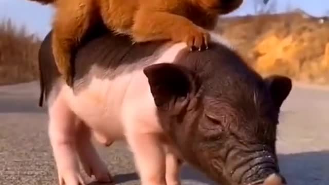 The dog tries to seduce the pig