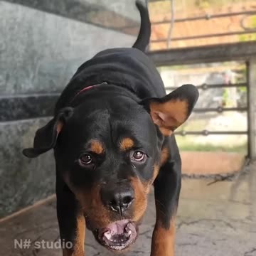 Angry Rottweiler barking sound #viral #dog #rottweiler #ytshorts