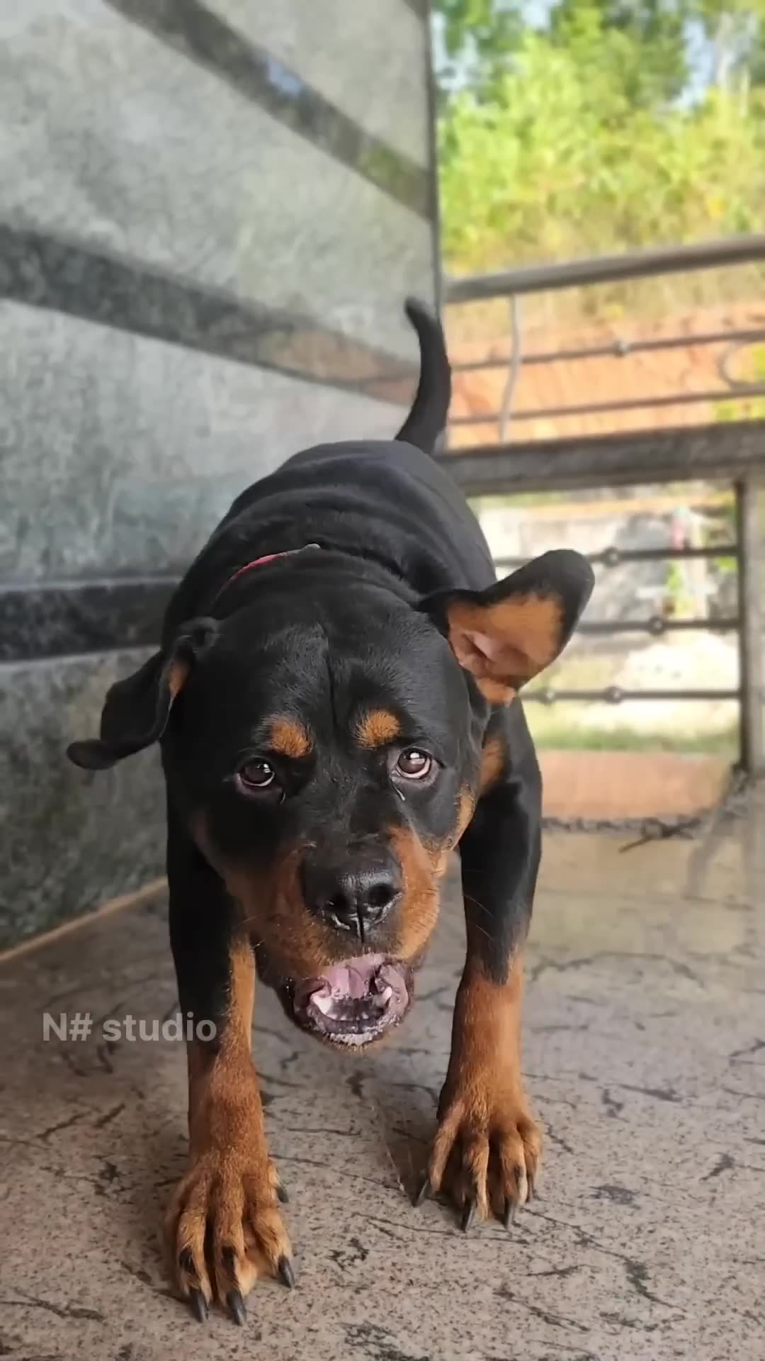 Why Do Rottweilers Rumble Angry Rottweiler barking sound #viral #dog #rottweiler #ytshorts