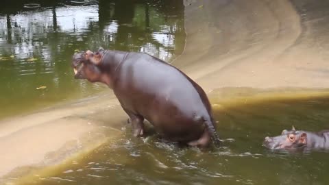 The big hippo