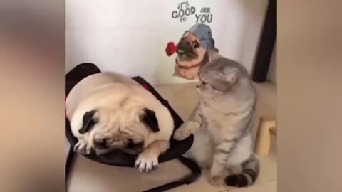 Ready to laugh Funniest Animals Video - Best Cats and Dogs Videos