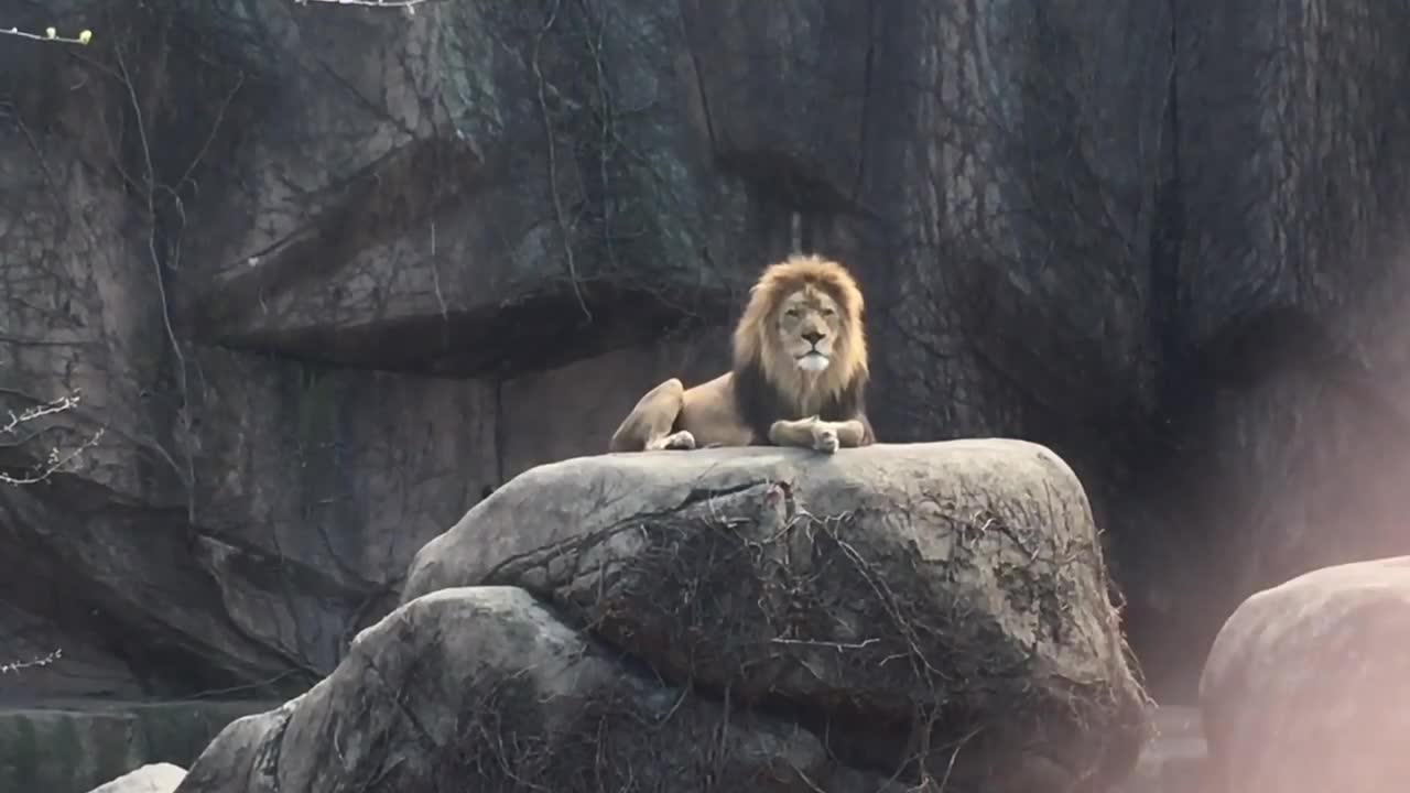 Epic Lion Roar at Lincoln Park Zoo