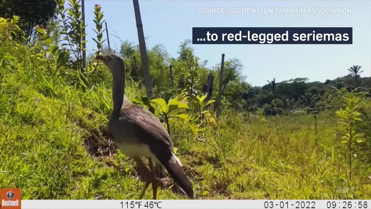 Brazil builds network of passages to help endangered monkeys