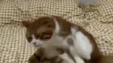 Funnycats&dogslol!!!! 😂😻