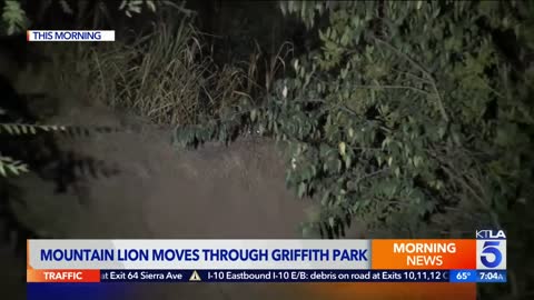 Collared mountain lion spotted in Griffith Park