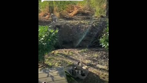 FUNNY CATS and DOGS 🐱🐶 & other ANIMALS 🐾