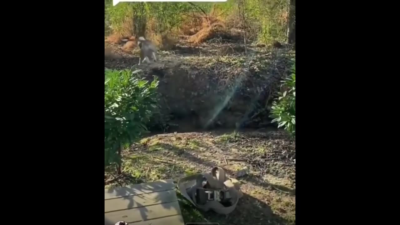 FUNNY CATS and DOGS 🐱🐶 & other ANIMALS 🐾