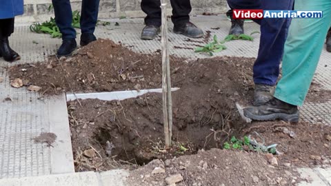 Andria: piantumati dieci alberi di leccio nei pressi della chiesa di Santa Lucia