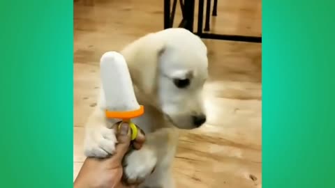 puppy sucking popsicle