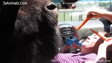 different funny animal videos🤣