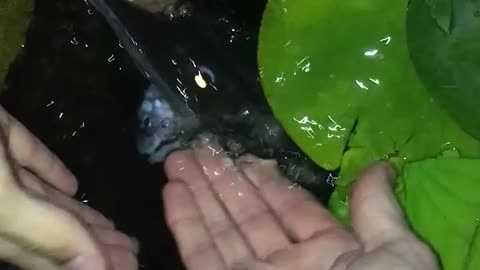 Mysterious Fish🤯