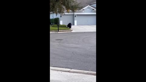 Bears and alligator invade neighborhood