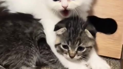 Cute Cats hiro