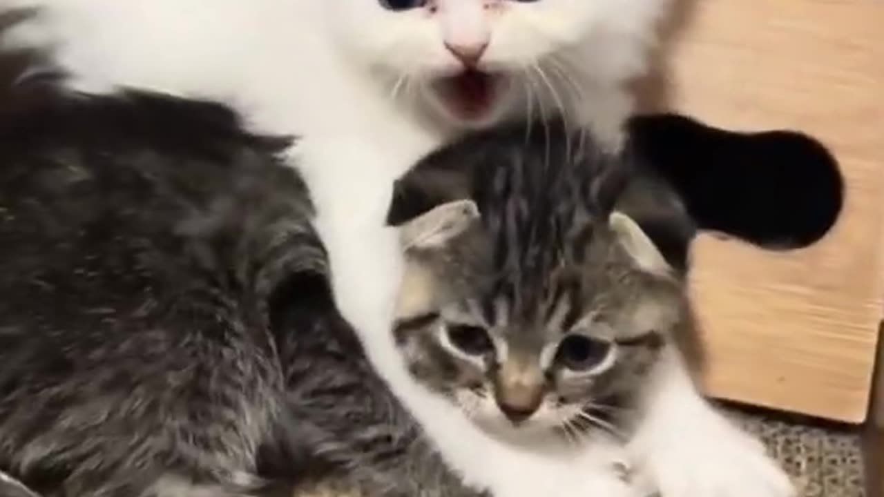 Cute Cats hiro
