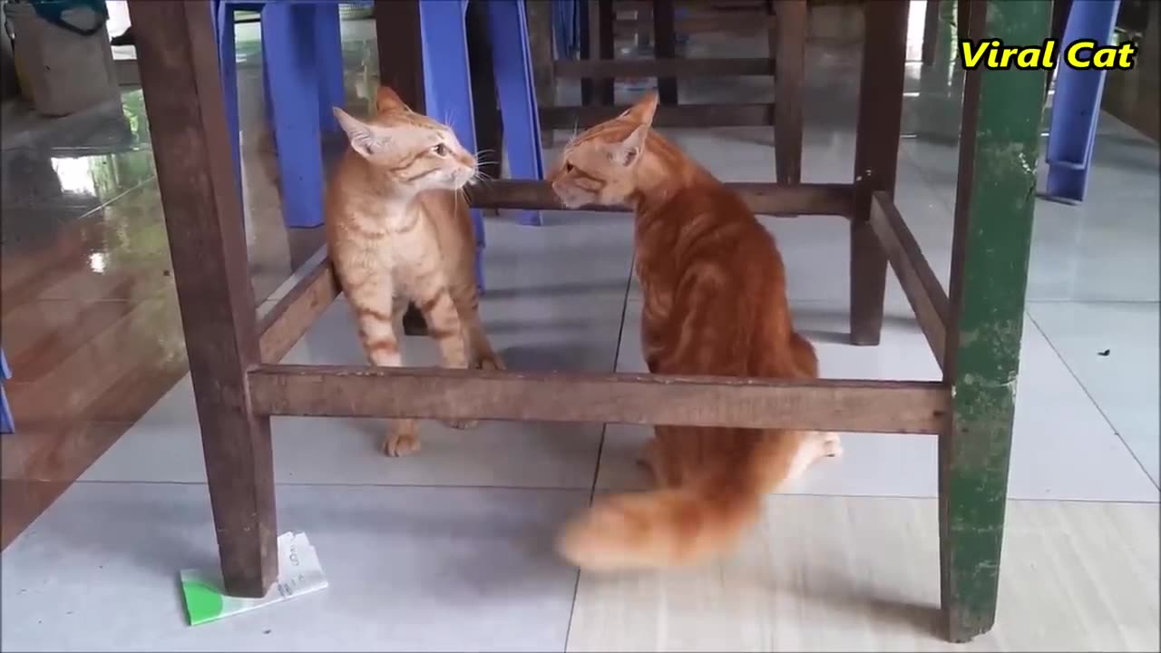 Cats Fighting and Meowing - These Two are Bloody Brothers _ Viral Cat