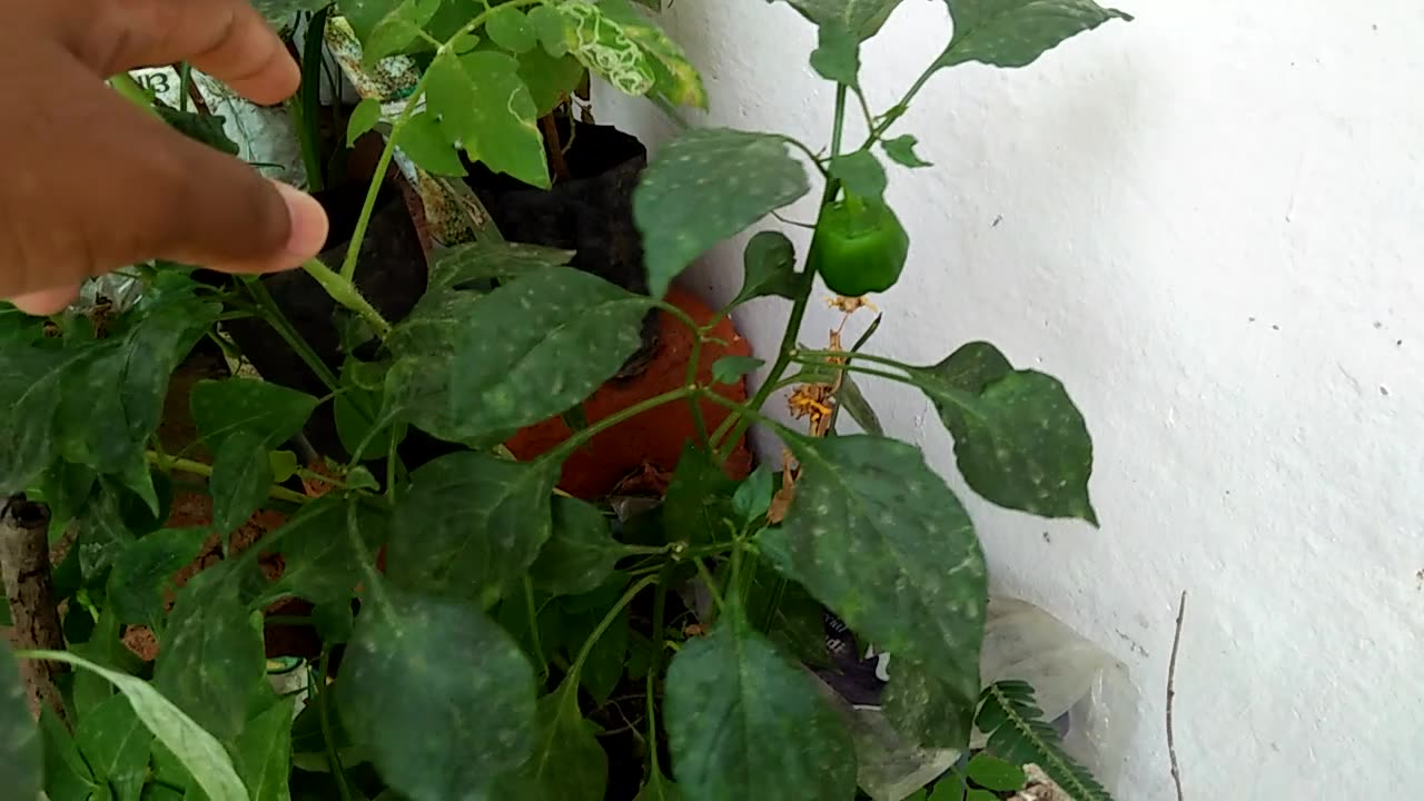 #garden