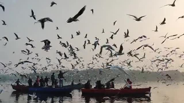 A Flock Of Seagulls Flying Over A Body Of Water